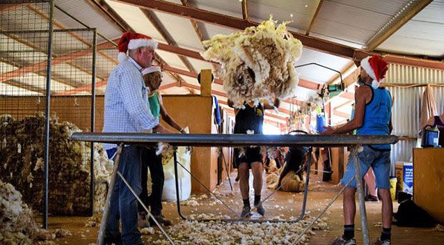 Sheep shearing is gruelling, manual work for the men. Source: Packsaddle Roadhouse.