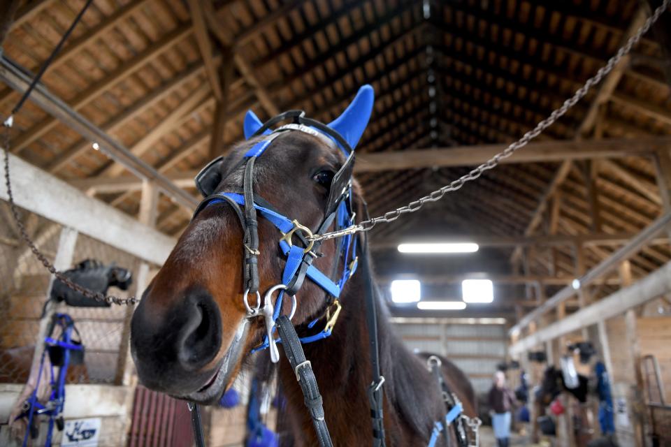 Three-year-old Sassy Pants waits for her exercise at Harvey Stable, which is located at the Stark County Fairgrounds in Canton.