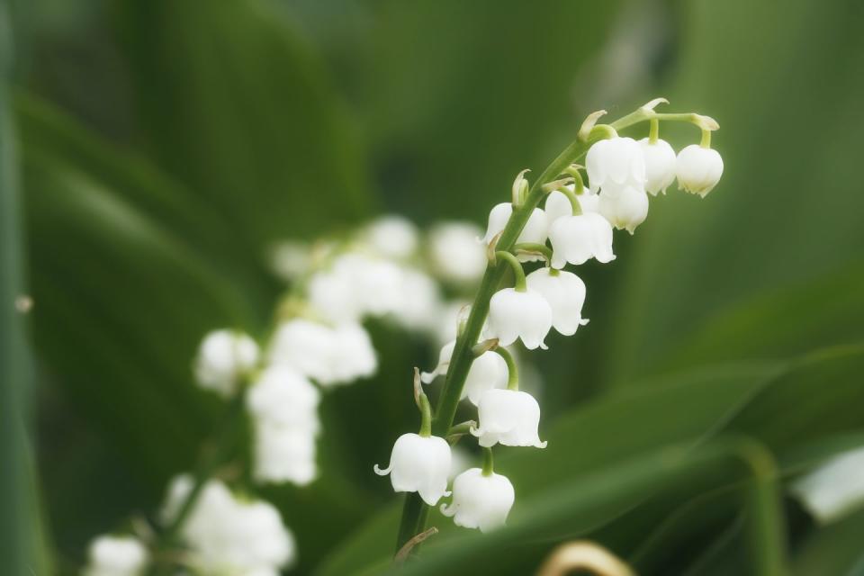 6) Lily of the valley