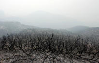 A slope smolders after the Soberanes Fire burned through the area in the mountains above Carmel Highlands, California, U.S. July 28, 2016. REUTERS/Michael Fiala