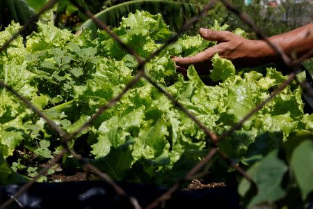 A woman shows the lettuce in an urban garden in the slum of Catia in Caracas, Venezuela July 13, 2016. Picture taken July 13, 2016. REUTERS/Carlos Jasso