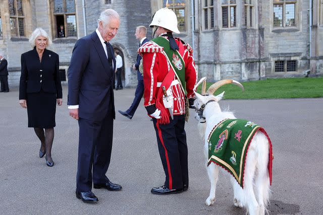 <p>PA Images / Alamy Stock Photo</p> King Charles and Queen Camilla meet Sheinkin IV of the Royal Welsh Third Battallion at Cardiff Castle in Wales in September 2022.