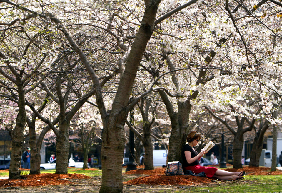 BOSTON - APRIL 22: Under a canopy of white flowering cherry trees, Emerson College student Martha Smith from Boston finds a peaceful retreat on the Boston Common side of Tremont Street to read a book between classes on a warm day. (Photo by John Tlumacki/The Boston Globe via Getty Images)