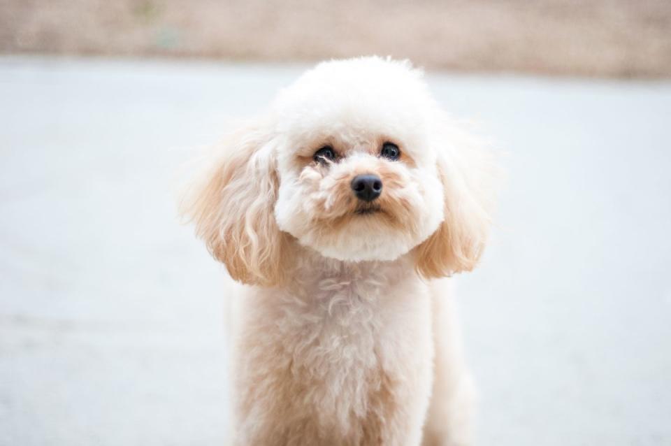 Toy Poodle