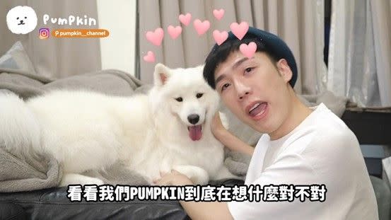 ▲飼主網美小吳替家中毛小孩，薩摩PUMPKIN做「寵物溝通」。（圖／南瓜 Pumpkin　授權）