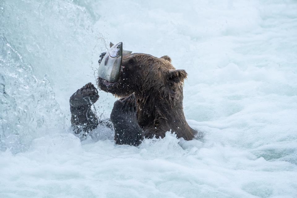 Bear 164 hunts for fish in Katmai National Park and Preserve in Alaska.