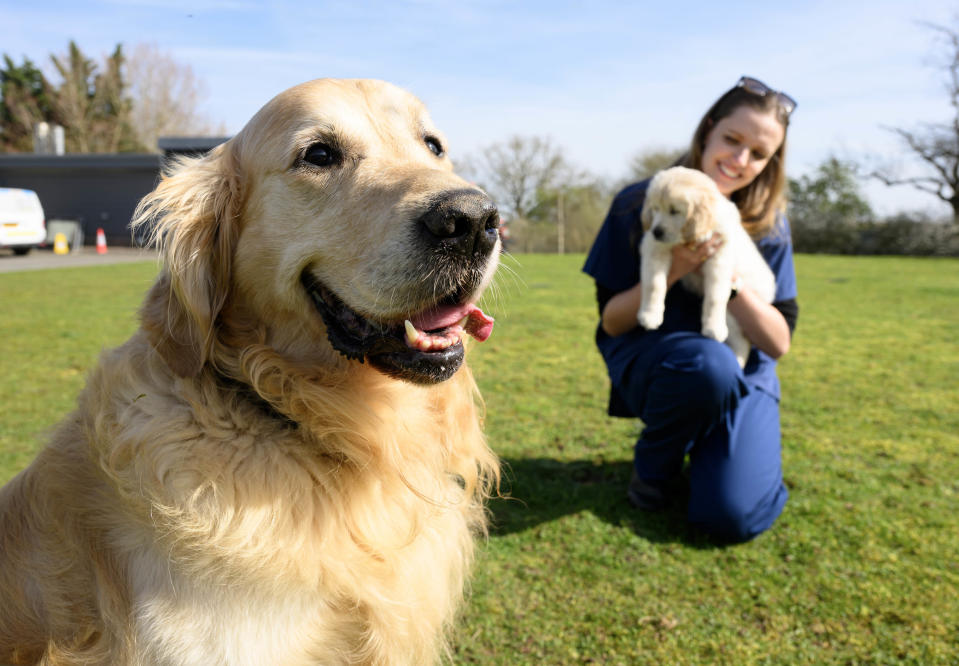 Trigger is retiring after fathering hundreds of puppies.  / Credit: 'Doug Peters/PA Media Assignments