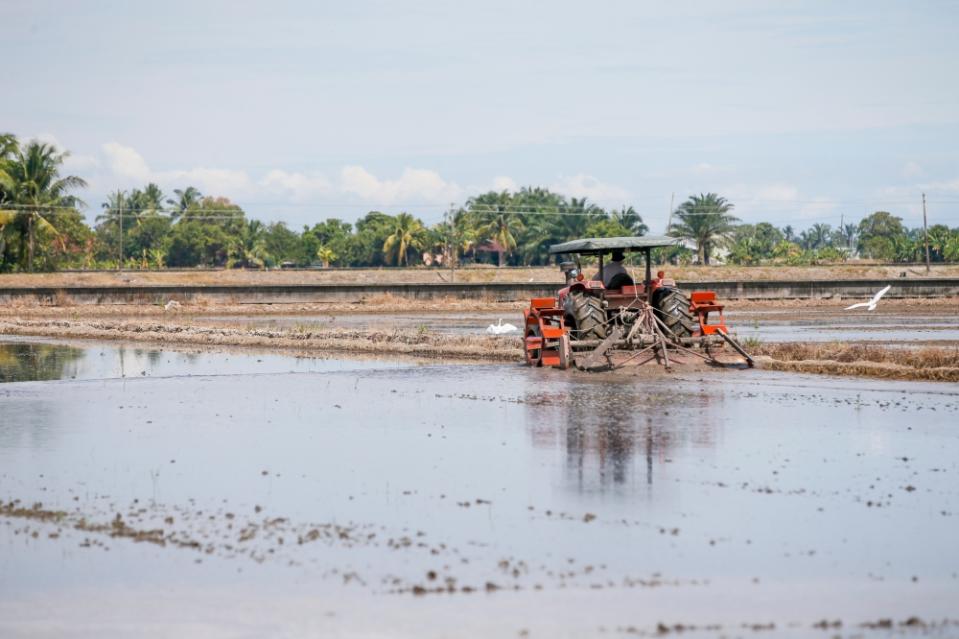 A general view a paddy farmer at work in Tanjung Karang, Selangor July 11, 2023. — Picture by Hari Anggara