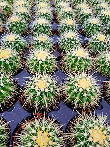 4) Golden Barrel Cactus