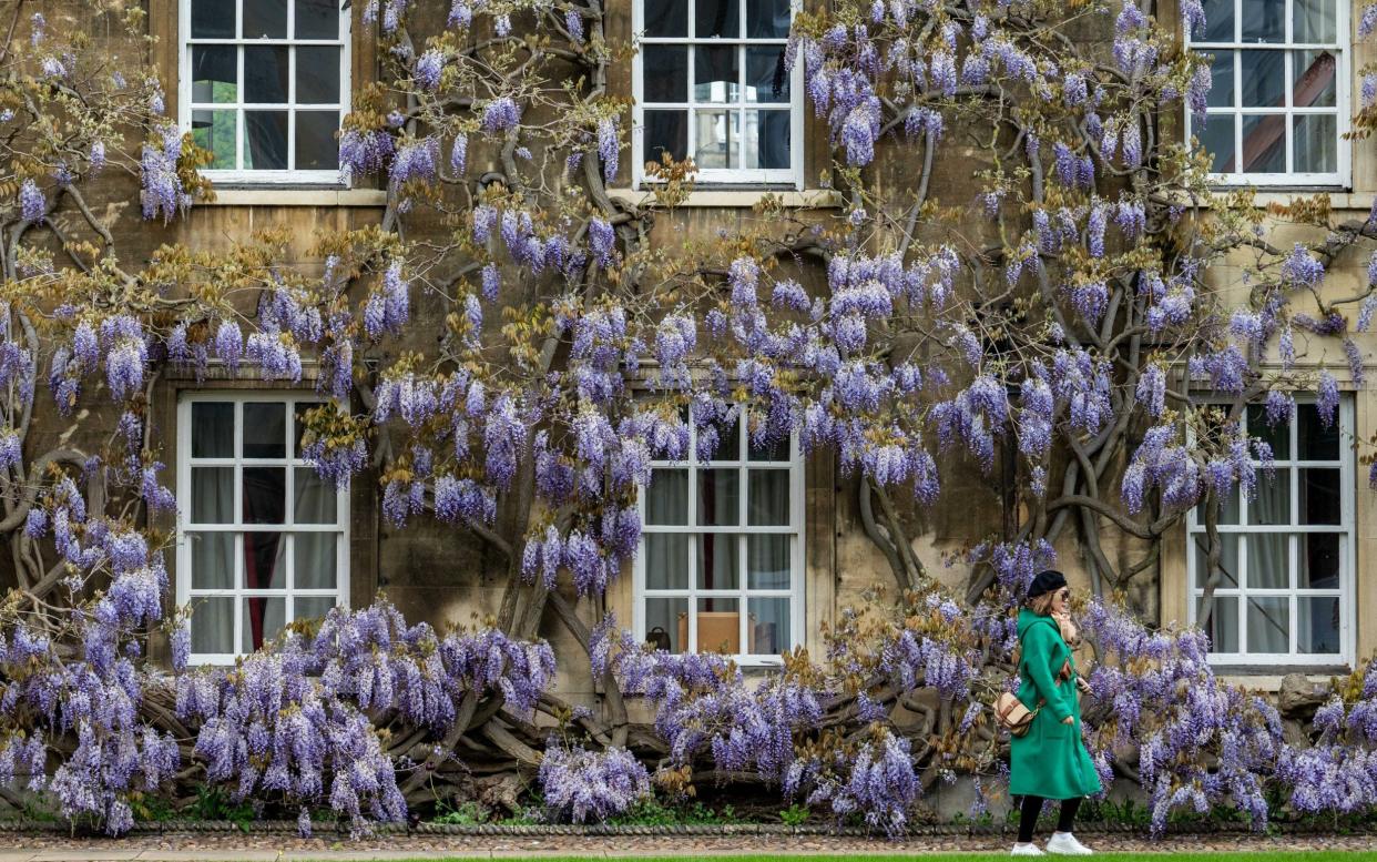 Wisteria