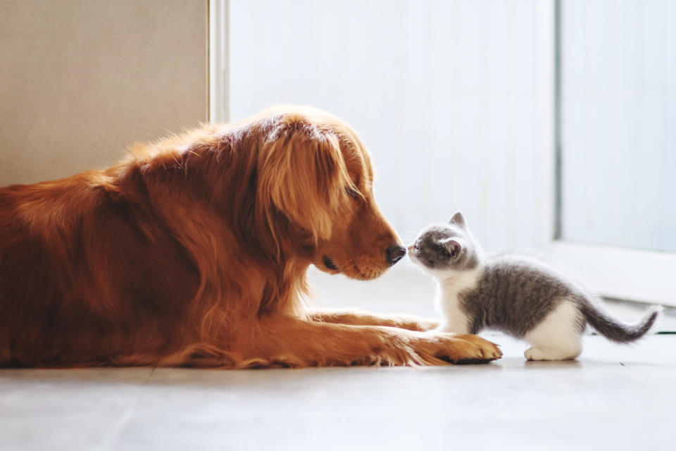 A dog sits on the floor and a kitten bops the dog's nose. (Getty Images)