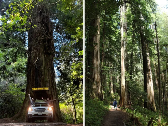On the left, a Subaru driving through a tree trunk. On the right, a view of the tall redwoods in Redwoods national forest.