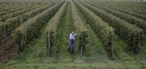 In this image taken on Monday, Oct. 15, 2018, wine grower Adelino Pizzobon inspects a Prosecco vineyard at the Case Paolin farm, in Volpago del Montello, Italy. Global sales of prosecco the smooth, drinkable sparkling wine rooted in the northeastern hills of Italy are booming, and champagne, the original bubbly, is taking note. (AP Photo/Luca Bruno)