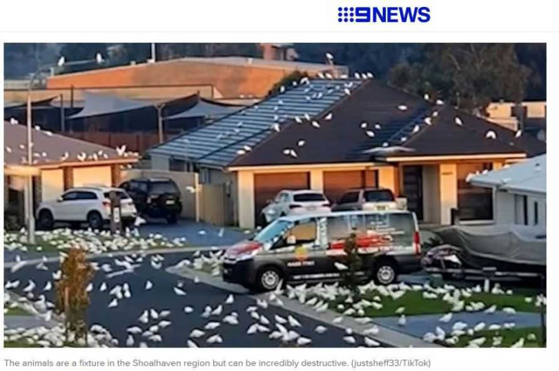 新南威爾斯州近日遭白色鳳頭鸚鵡佔據。（圖／翻攝自9news）