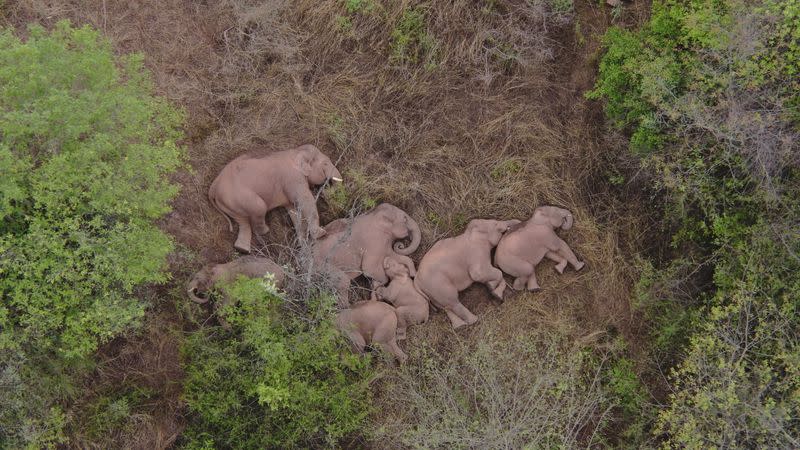 Wild Asian elephants lie on the ground and rest in Jinning district of Kunming