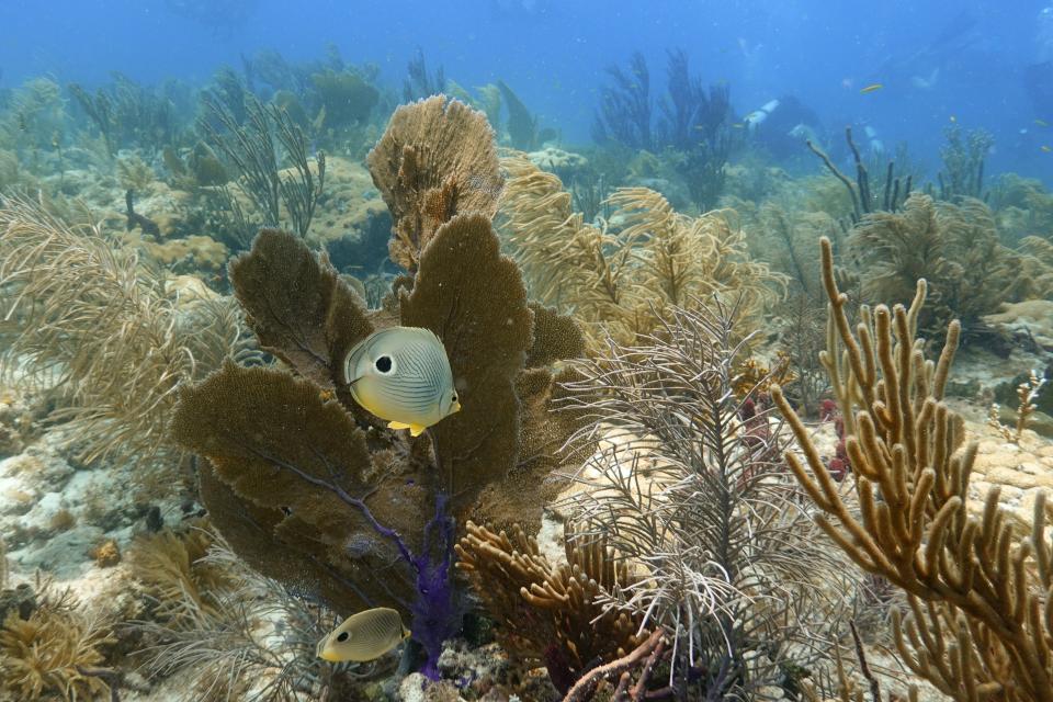 A pair of Foureye butterflyfish swim among corals, sea fans and sponges, Friday, Aug. 4, 2023, on Paradise Reef near Key Biscayne, Fla. Scientists from the University of Miami Rosenstiel School of Marine, Atmospheric, and Earth Science established a new restoration research site there to identify and better understand the heat tolerance of certain coral species and genotypes during bleaching events. (AP Photo/Wilfredo Lee)