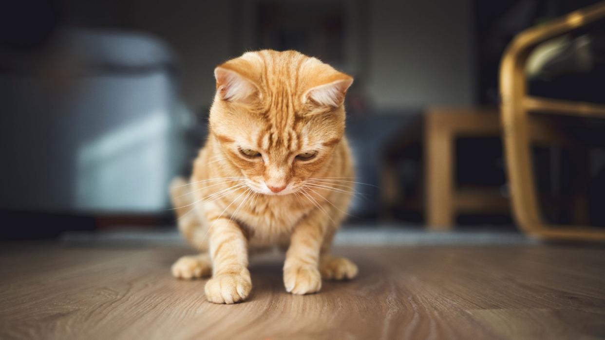 Cat looking out for a laser