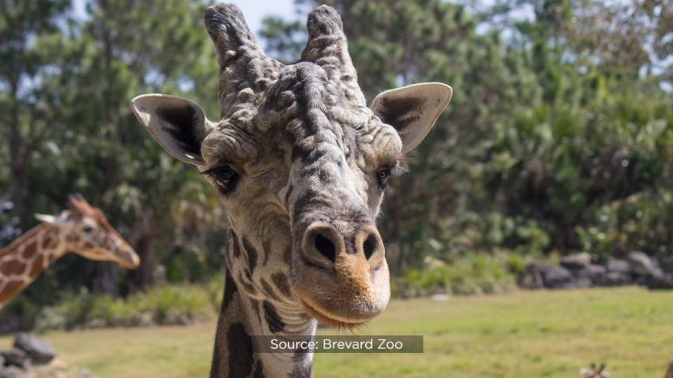 Brevard Zoo’s Rafiki the giraffe is celebrating his 25th birthday on Wednesday.