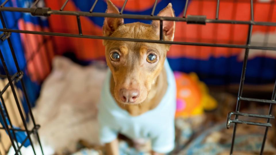 How to stop a puppy from crying in crate