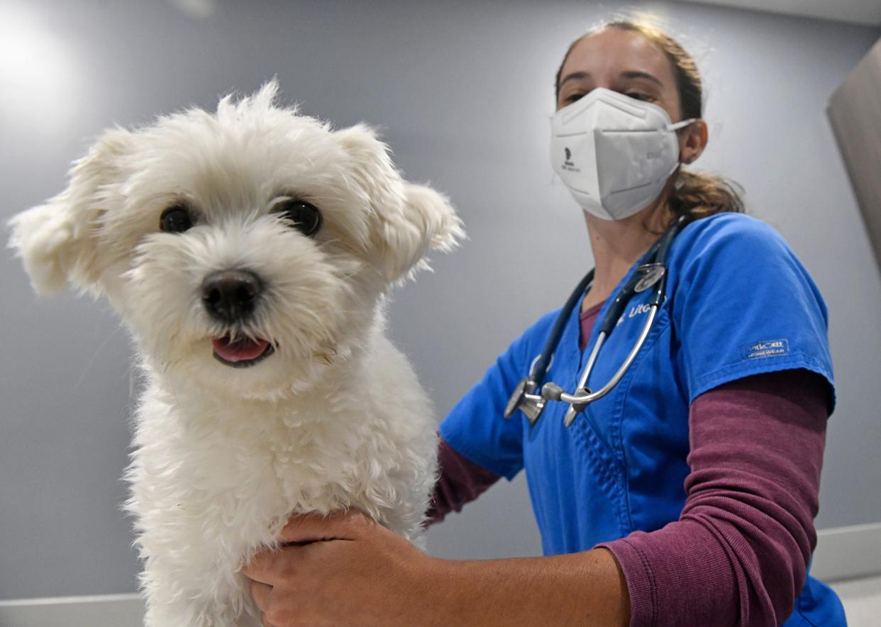 Dr. Katelyn Litchko, assistant veterinarian at Berlin Township Animal Clinic, gives Skyla, a 2-year-old Morkie, a medical check-up.