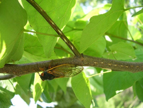 Periodic cicadas have distinctive red eyes, black bodies and are slightly smaller than the annual cicadas that appear annually in late summer.