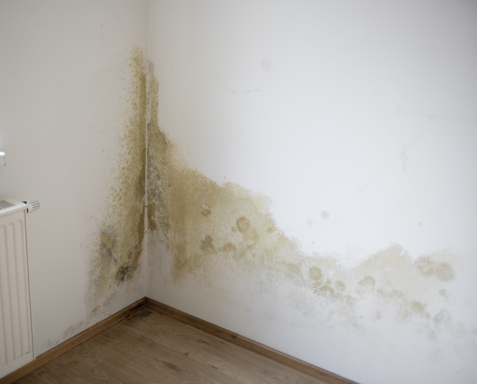 wall with damp and mould