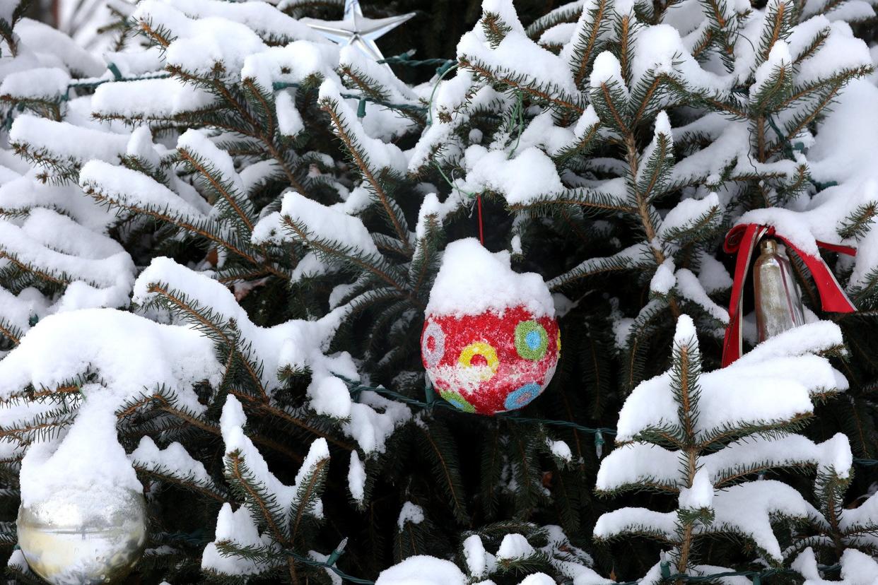A pine tree near Roush Hall is covered by snow on the Otterbein University campus  in Westerville on Christmas Day 2020.