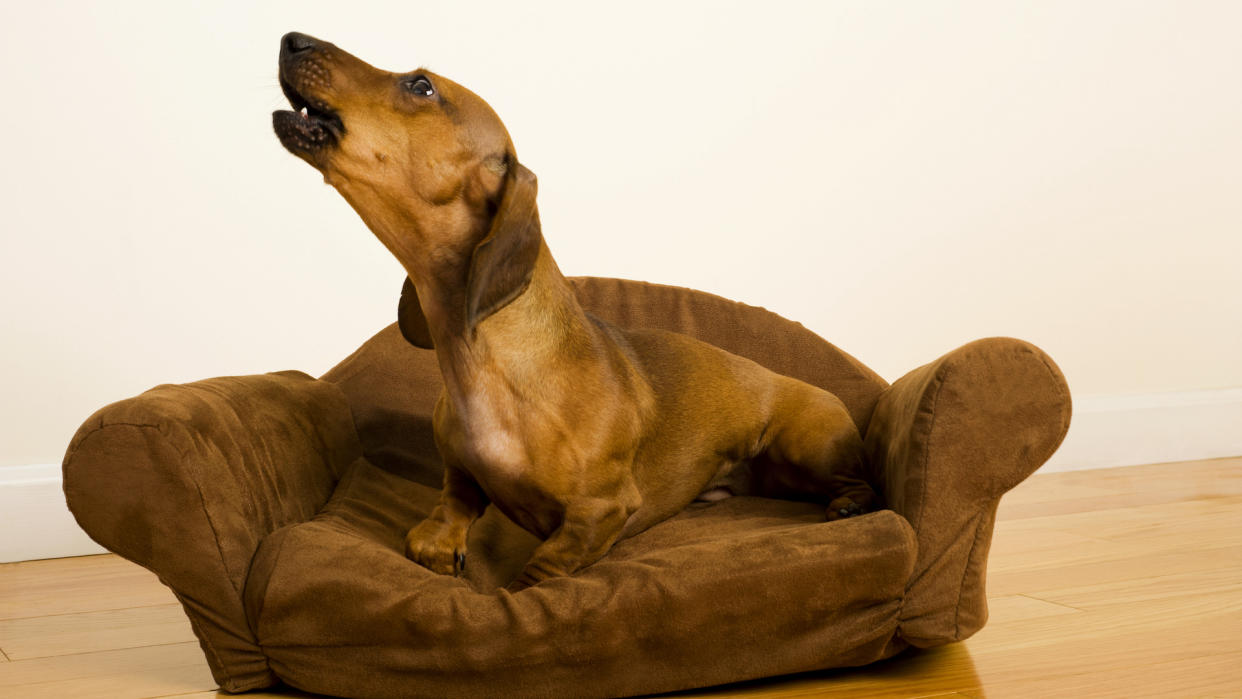 Dachshund barking in his sofa bed