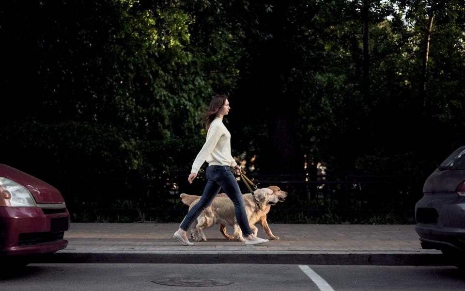 Dog walking can be a fun and easy way to make some extra money - Sergey Mironov