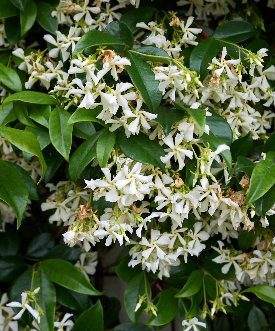 10. Trachelospermum jasminoides