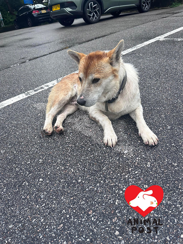 有熱心市民早前為大帽山一隻全身濕透的柴犬，於網上求助，最終有一對夫婦前來帶走柴犬收養。