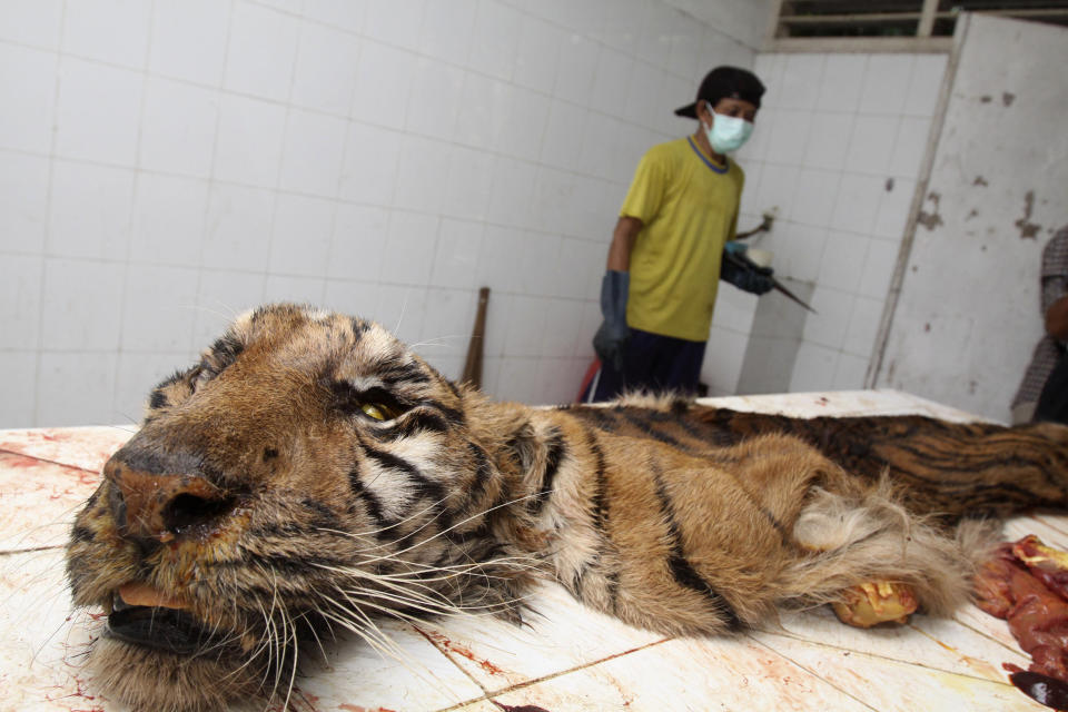 FILE -  In this Aug. 14, 2010 file photo a worker skins a Sumatran tiger, found dead in its cage, to be preserved, at Surabaya Zoo in Surabaya, East Java, Indonesia. The country's biggest zoo, once boasting one of the most impressive and well cared for collections of animals in Southeast Asia, is struggling for its existence following reports of suspicious animal deaths and disappearances of endangered species. (AP Photo, File)