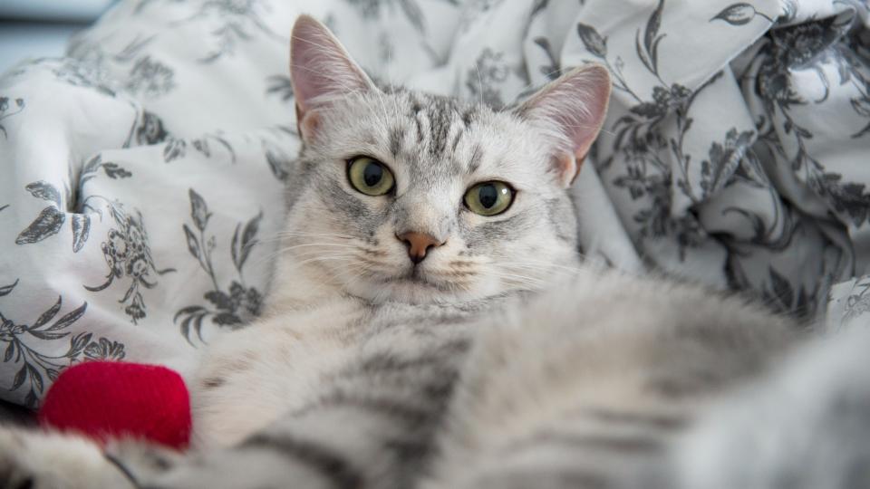 Egyptian Mau cat