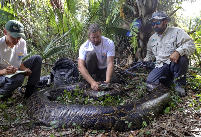 این عکس دسامبر 2021 ارائه شده توسط Conservancy of Southwest Florida، زیست شناسان Ian Bartoszek در سمت راست و ایان ایسترلینگ در مرکز را به همراه کارآموز Kyle Findley و یک مار پیتون برمه ای 17.7 فوتی و 215 پوندی نشان می دهد که با ردیابی یک مار پیشاهنگ نر در Picaune شکار شده است. جنگل ایالت استرند.   / اعتبار: حفاظت از جنوب غربی فلوریدا از طریق AP