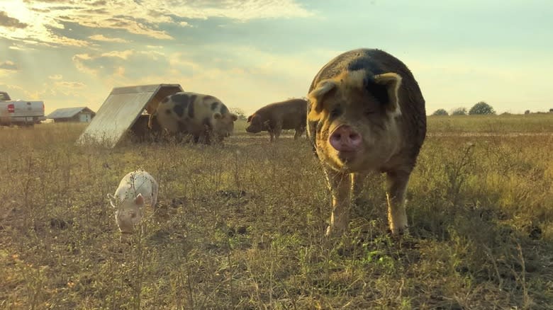Pigs at White Oak Pastures
