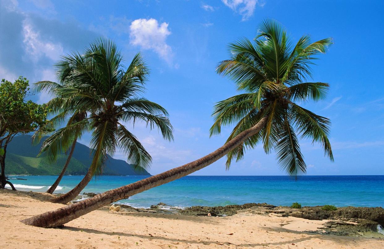 palm trees on st croix beach