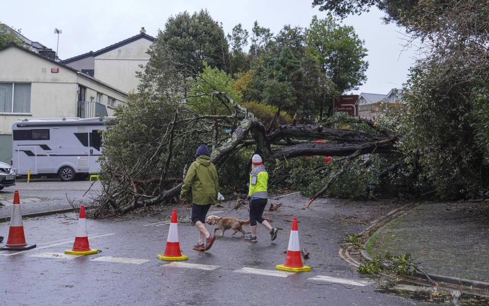 Trees have fallen on the road in Falmouth