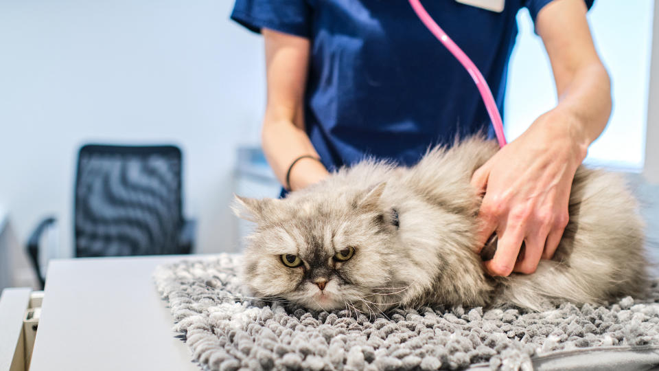 cat at vet