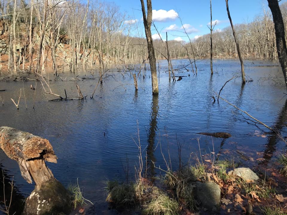 Booth Pond is located in lowlands between big-box stores and apartments on one side and a granite ridge on the other.