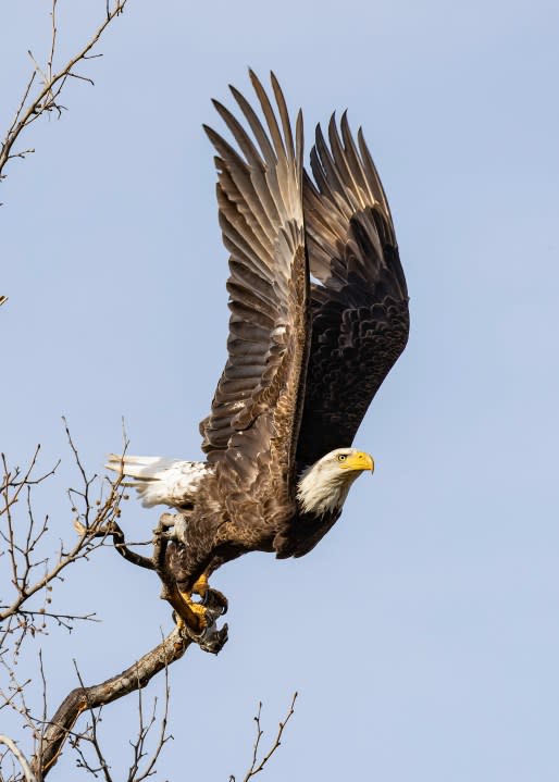 <em>The Launch </em>(Courtesy of Kings River Conservancy)