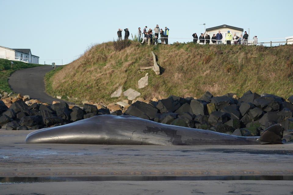 Members of the public view the body of a sperm whale which washed up at Newbiggin-by-the-Sea in Northumberland on Friday. (Photo by Owen Humphreys/PA Images via Getty Images)