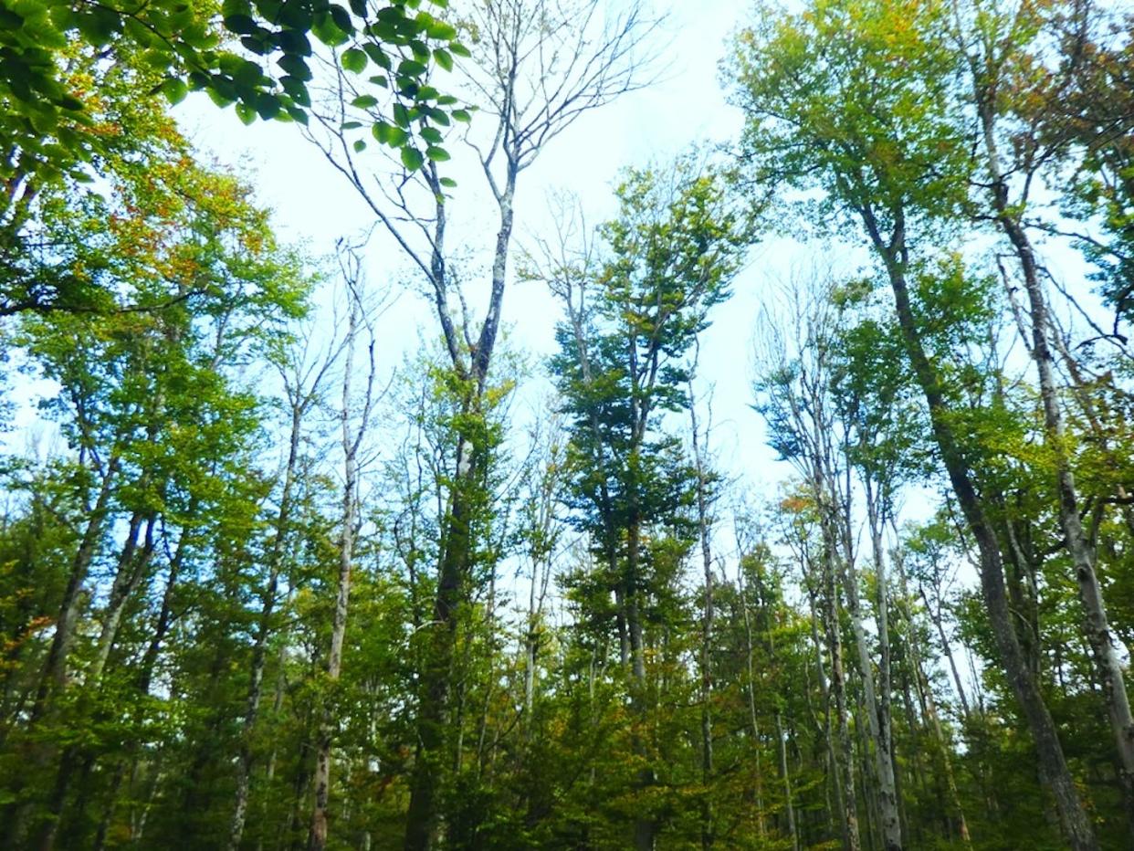 Des mortalités d’arbres ont été observées de manière récurrente à la suite des sècheresses ou d’autres événements extrêmes. L’expérience montre que ces dépérissements sont rarement totaux : une fraction d’arbres survit à la crise et contribue à la restauration du peuplement quelques décennies après. Antoire Kremer, Author provided