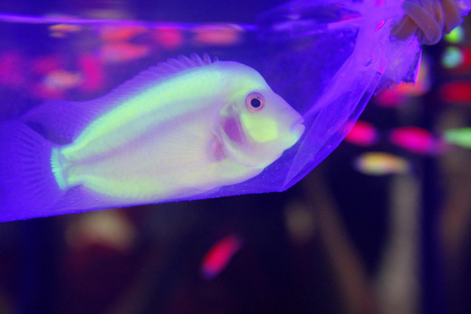 A genetically engineered Convict Cichlids (Amatitlania nigrofasciata) glows in a plastic bag inside a water tank during a new conference in Taipei, October 28, 2010. The news conference was held to promote the upcoming 2010 Taiwan International Aquarium Expo which will be held at Taipei World Trade Centre from October 29 to November 1. REUTERS/Pichi Chuang (TAIWAN - Tags: ANIMALS SOCIETY SCI TECH)