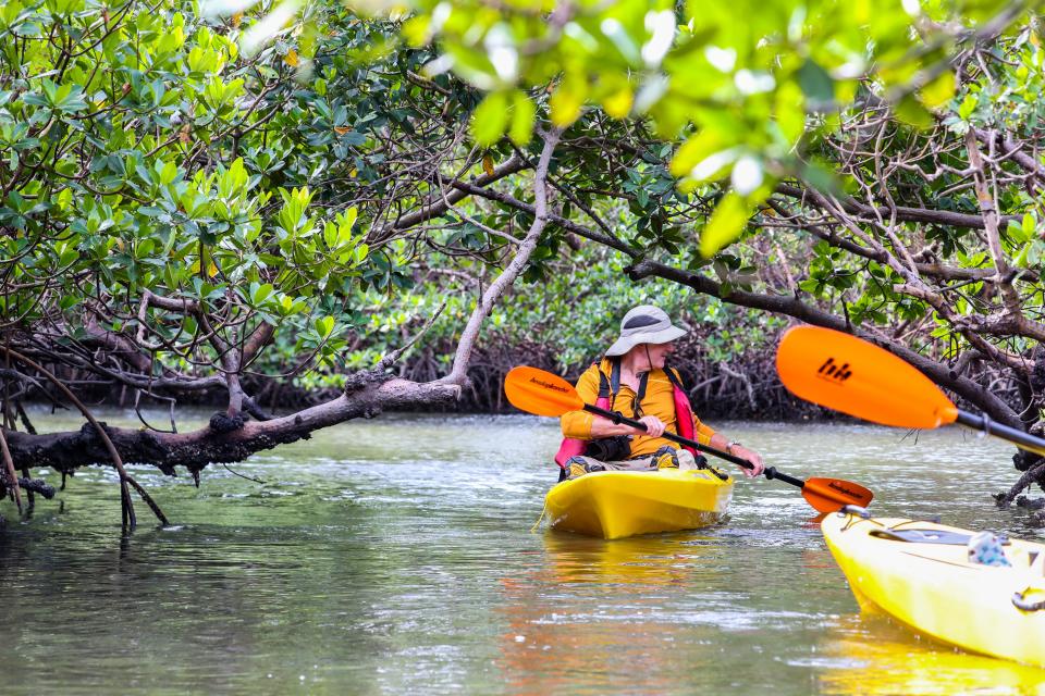 A Naples resident paddles through the mangrove canopy at the Rookery Bay National Estuarine Research Reserve in Naples.