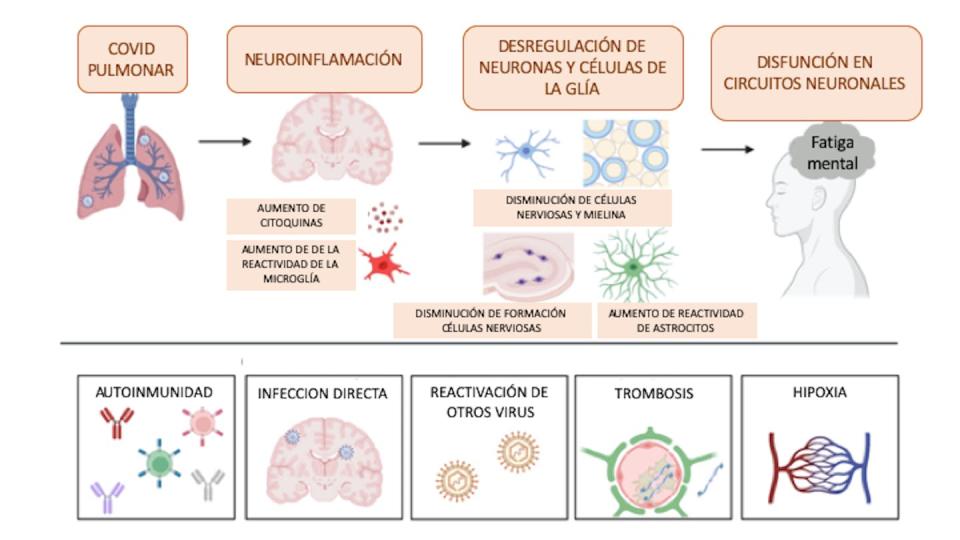 Figura 2. Posibles mecanismos causantes del daño neuronal por covid persistente. <a href="https://doi.org/10.1016/j.neuron.2022.10.006" rel="nofollow noopener" target="_blank" data-ylk="slk:Traducido y adaptado por Mercedes Jiménez a partir de 'The neurobiology of long COVID', Monje et Iwasaki, Neuron 2022;elm:context_link;itc:0;sec:content-canvas" class="link ">Traducido y adaptado por Mercedes Jiménez a partir de 'The neurobiology of long COVID', Monje et Iwasaki, Neuron 2022</a>