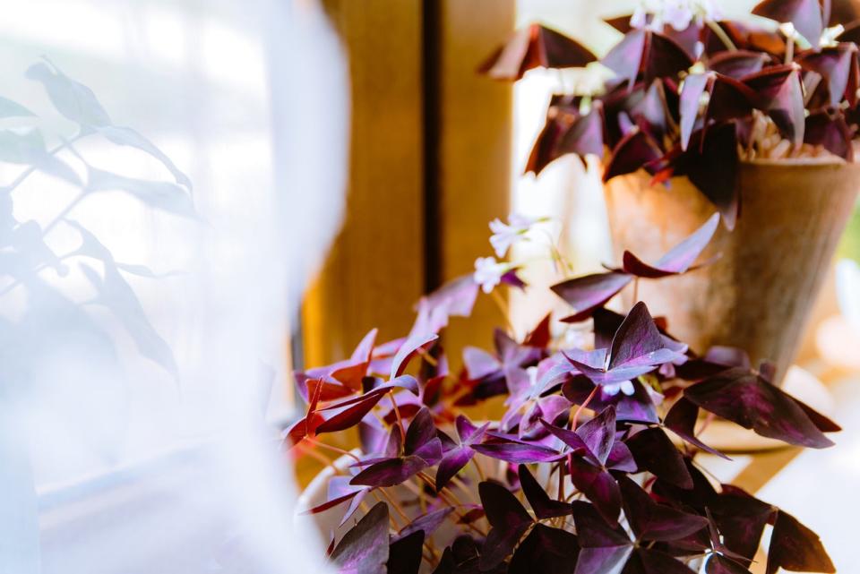 Purple shamrock or Oxalis triangularis plant growing indoors on window sill. Interior decoration with houseplants in pots. Indoor plants