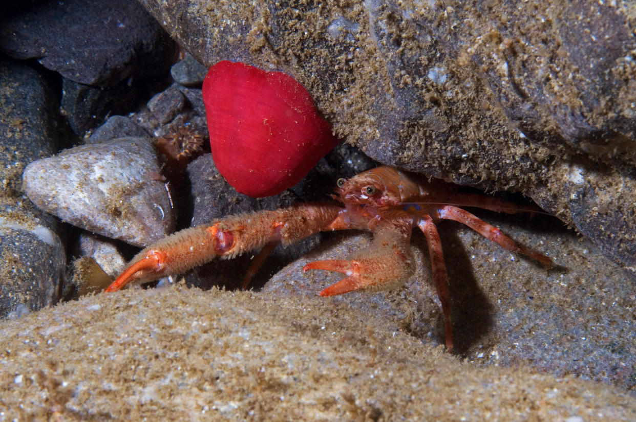 Squat lobster