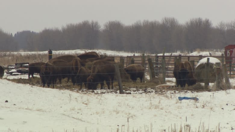 Brazen bison won't stay home on the range in Lorette, Man.