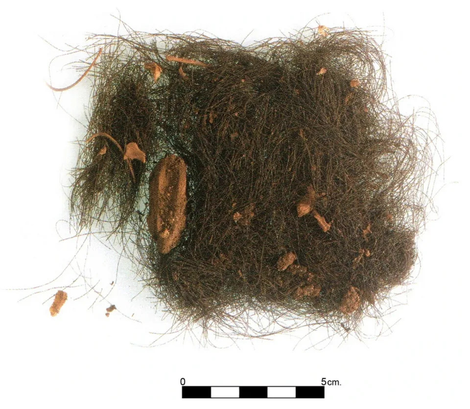 The ancient human hair with some bone fragments on it.