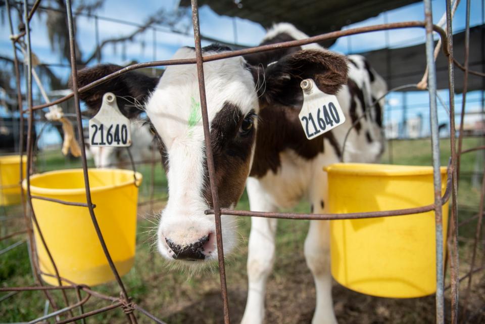 A calf at Dakin Dairy Farms.